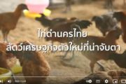 ไก่ดำนครไทย สัตว์เศรษฐกิจตัวใหม่ที่น่าจับตา